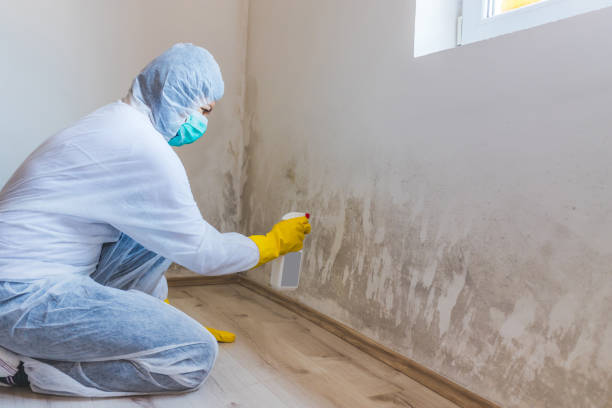 Licensed Mold Testing service in Kingston, WA - WQB Mold Removal